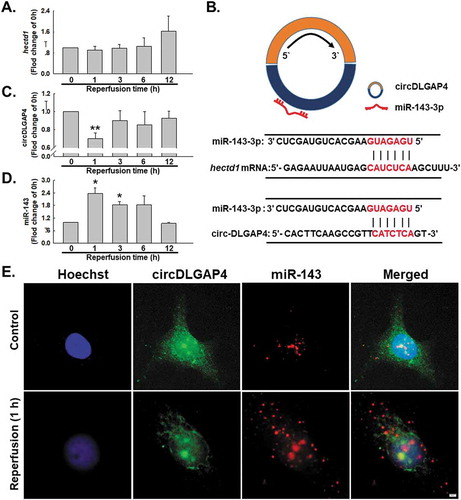 Figure 5. I/R induces changes in circDLGAP4 in HUVECs. (A) As shown in the qRT-PCR analysis, I/R had no effect on hectd1 expression (n = 5). **P < 0.01 vs. the 0 h group. (B) Bioinformatics analysis showing that circDLGAP4 contains one site complementary to miR-143-3p and that the hectd1 3ʹ UTR contains one miR-143-3p binding site. (C) As shown in the qRT-PCR analysis, I/R decreased circDLGAP4 expression (n = 5). **P < 0.01 vs. the 0 h group. (D) As shown in the qRT-PCR analysis, I/R increased miR-143 expression (n = 5). **P < 0.01 vs. the 0 h group. (E) FISH assay results showing circDLGAP4 and miR-143-3p expression in HUVECs after I/R exposure.