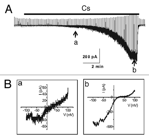 Figure 4. Current trace in the activation of TRPC4β by Gαi2. (A) Representative current traces recorded at -60 mV. The time course of activation of TRPC4β by Gαi2 was delayed in the presence of 10 mM EGTA in the patch pipette, in contrast to the current recorded with the low-calcium buffered internal solution (0.5 mM EGTA). (B) The current-voltage (I-V) relationship of TRPC4 showed a typical doubly rectifying shape. The I-V relationship shown in a and b was obtained at point a and b of (A).