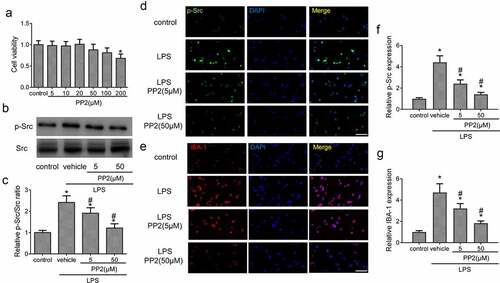 Figure 1. Src inhibitor reduces LPS-induced the activation of BV2 microglia. (a) Cell viability of BV2 microglia after 5, 10, 20, 50, 100 and 200 µM PP2 treatment for 24 h. (b) The Western blotting of p-Src and Src in LPS-stimulated microglia after 5 or 50 µM PP2 treatment for 24 h. (c) The analysis of the p-Src/Src ratio. (d) The IF images of p-Src in control, LPS, LPS+PP2 (5 µM) and LPS+PP2 (50 µM) group; amplification: 400 × . (e) The IF images of IBA-1 in control, LPS, LPS+PP2 (5 µM) and LPS+PP2 (50 µM) group; amplification: 400×; Scale bar = 100 μm. ‘*’ means p < 0.05 vs. the control group, ‘#’ means p < 0.05 vs. the LPS+vehicle group