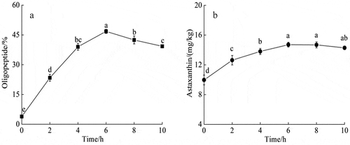 Figure 2. Changes in oligopeptide and astaxanthin during Acetes chinensis enzymolysis. (a) Change of oligopeptide content during the enzymatic hydrolysis of Acetes chinensis; (b) change of astaxanthin content during the enzymatic hydrolysis of Acetes chinensis. There is a significant difference between different lowercase letters (P < .05).Figura 2. Cambios en el oligopéptido y la astaxantina durante la enzimólisis de Acetes chinensis. (a) Cambio en el contenido de oligopéptidos durante la hidrólisis enzimática de Acetes chinensis; (b) cambio en el contenido de astaxantina durante la hidrólisis enzimática de Acetes chinensis. Existe una diferencia significativa entre las distintas letras minúsculas (P < .05)