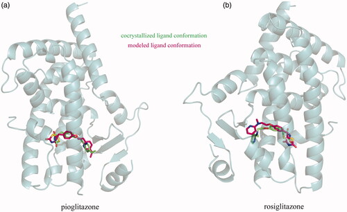 Figure 1. Structure superposition of docking-modelled PPARγ LBD domain complexes with pioglitazone (a) and rosiglitazone (b) onto their crystal counterparts (PDB: 2xkw and 4ema, respectively), resulting rmsd values of 0.35 and 0.72 Å, respectively. The agonist ligands and domain are shown in stick and ribbon styles, respectively.