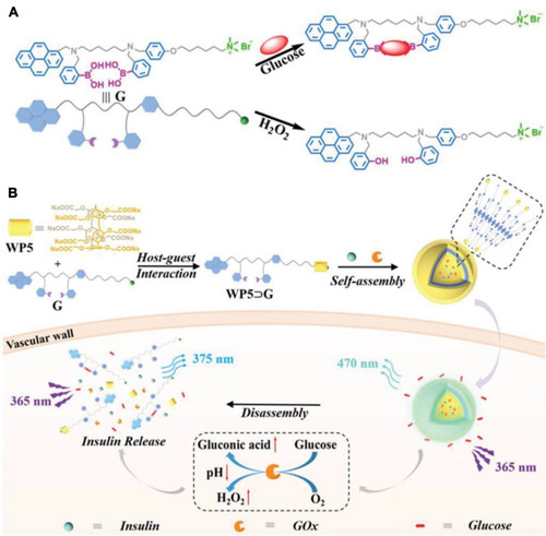 Figure 12 Schematic illustration of the glucose-responsive supramolecular insulin delivery system. (A) Chemical structure and the mechanism of multiresponsive diphenylboronic acid guest G. (B) Supramolecular self-assembly of the host–guest complex WP5⊃G into vesicles and their successful encapsulation of insulin and GOx as well as the efficient insulin release under hyperglycemic state.Notes: Reprinted with permission from Zuo MZ, Qian WR, Xu ZQ, et al. Multiresponsive supramolecular theranostic nanoplatform based on pillar[5]arene and Diphenylboronic acid derivatives for integrated glucose sensing and insulin delivery. Small. 2018;14:e1801942.Citation91; © 2018 WILEY‐VCH Verlag GmbH & Co. KGaA, Weinheim.