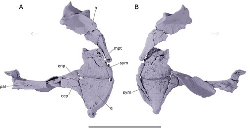 Figure 9. Suspensorium of †Iridopristis parrisi. Holotype (NJSM GP12145), Hornerstown Formation, early Paleocene (Danian), New Jersey, USA. Rendered µCT model in A, lateral and B, mesial views. Abbreviations: ecp, ectopterygoid; enp, endopterygoid; h, hyomandibula; mpt, metapterygoid; pal, palatine; q, quadrate; sym, symplectic. Arrows indicate anatomical anterior. Scale bar represents 5 cm.