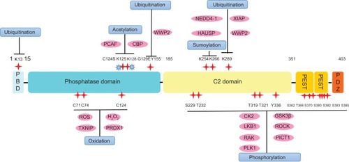 Figure 1 Posttranslational regulation of PTEN at specific sites.