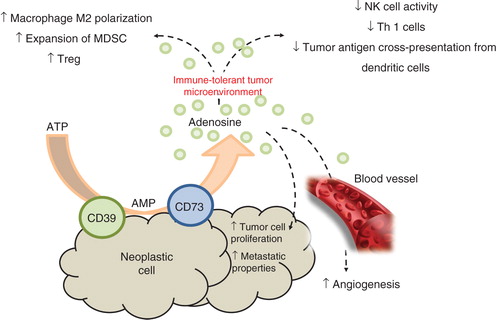 Figure 1. Schematic representation of the main actions mediated by adenosine in tumor microenvironment.