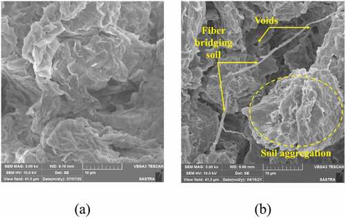 Figure 11. SEM images of (a) untreated soil and (b) soil reinforced with banana fiber and treated with nano-silica.