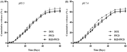 Figure 4. In vitro accumulation releasing curves of total DOX from implants in pH 5.5 and pH 7.4 PBS, n = 3.