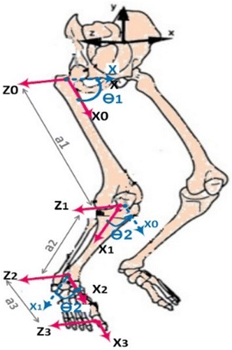 Figure 1. A single leg with relative coordinates for each joint.