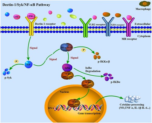 Figure 8. Dectin-1 receptor-mediated Syk/NF-kB signaling pathway with CP80-1 treatment.