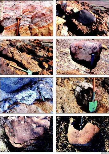 Figure 27. Sheehan Tillite Member characteristics. (a) Tidal bundle facies at Pelican Well site. Spade 75 cm length. (b) Polished, facetted and rounded quartzite boulder exhibiting striae within gritty conglomerate in the upper sandstone (323989E 6692994N). Western Spur in the distance. Two-dollar coin for scale. (c) Tillite lenses in Trinity Well Sandstone at same site as (b). (d) Large polished, facetted and striated boulder in Trinity Well Sandstone at same site as (b) and (c). (e) Clast of Wattleowie Granite in the basal tillite of the sandstone, Western Spur (322802E 6691543N). (f) Boulder of Mt Neil Granite in the upper bouldery Trinity Well Sandstone at Mt Fitton (east) site. (g) Tillite in upper calcareous Trinity Well Sandstone exposed along creek immediately west of Mt Fitton Homestead (abandoned) (loc. ∼360320E 6683460N). (h) Striated quartzite boulder in upper Trinity Well Sandstone at Mt Fitton (east) site.