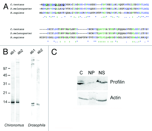 Figure 1. The profilin protein of C. tentans. (A) The amino acid sequences of the profilins of C. tentans, D. melanogaster and H. sapiens were aligned using ClustalW (workbench.sdsc.edu/). Asterisk, colon and period indicate fully conserved residues, conservation of strong groups and conservation of weak groups, respectively. The amino acid sequence of the peptide used for antibody production is underlined. (B) Total protein extracts prepared from C. tentans tissue culture cells and from D. melanogaster S2 cells were probed by western blot with anti-profilin antibodies. Ab1 and ab2 were affinity purified from two rabbits immunized with the same peptide. Molecular mass standards are shown to the left in kDa. (C) A cytoplasmic extract (C), a nuclear pellet (NP) and a nuclear soluble extract (NS) were prepared from C. tentans tissue culture cells and probed with antibodies against profilin and actin, as indicated.