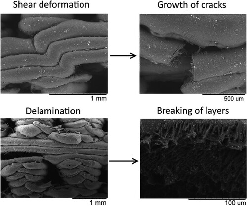 Figure 18. Fractographical studies with SEM showing the structure of PLA/HA porous scaffold, with permission from Elsevier (Senatov et al. Citation2016).