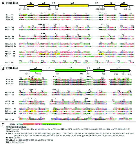 Figure 2. Sequence alignment of the HFD of H2A and H2B with deviant histones proteins The secondary structure arrangement of the histone-fold domain of human H2A or H2B [panels (A) and (B), respectively] is shown above their sequences, with post-translationally modified K/R residues indicated. Sequence alignment of the deviant histone proteins discussed in the text, from human, S. cerevisiae, X. laevis and D. melanogaster (hs, sc, xl, and dm, respectively) is shown below, according to secondary structure determination (helical residues underlined),Citation1,Citation3-Citation6 including gaps to optimize the alignment; in TAF4 the predicted α3 in the CCTD sequence is also aligned, separated by two slashes indicating the ≈100 aa loop.Citation3 Font color indicates aminoacid side chain properties. Residue numbering is shown on top of each human sequence, with asterisks indicating aminoacids involved in DNA contacts as determined in the crystal structures of H2A/H2B dimers, NF-YC/NF-YB and NC2α/NC2β (from PDB codes: 1AOI, 4AWL, 1H3O, respectively). Triangles indicate NC2β DNA contacts with a symmetry related oligonucleotide.Citation4 Regions not present in crystallized proteins, or whose structure was disordered and not determined are in plain font. Identified modified residues in the HFD of histones and histone-like proteins are color shaded for the different PTMs as indicated in (C); in (A) and (B), H2A and H2B modified residues are color shaded only on the human sequences. In Dpb3p and Dpb4p yellow color highlights HFD mutations described by Tsubota et al.Citation19 (C) Color coding and list of post-translational modifications identified in the HFDs (from UniProtKB databank, and Wagner, et al.Citation29): alternative acetylation (ac) or methylation (me) are indicated in blue; phosphorylation (p), hydroxylation (oh), or glycosylation (glyc) in orange; krotonylation (kr) or formylation (fo) in magenta; multiple alternative modifications and/or ubiquitylation (Ub) in green.