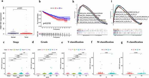 Figure 4. Correlation analysis was applied between HSD11B1 and clinical factors. (a) Wilcoxon rank sum test was used to analyze the expression levels of HSD11B1 in normal and tumor groups with p < 0.05 as the cutoff. (b) Kaplan–Meier analysis of HSD11B1. The survival rate of ccRCC samples decreased over time and the group with low HSD11B1 expression had better survival. (c–g) Wilcoxon rank sum indicated that HSD11B1 expression was correlated with clinicopathological characteristics. (h) GSEA of HSD11B1 high expression group in C2 KEGG gene sets. Unique colored lines represent unique signal pathways of gene set enrichment. The curve above the abscissa indicates the enrichment pathways, and the transverse line below shows the number of genes enriched in each pathway. NOM P < 0.05 was considered to indicate a statistically significant difference. (i) GSEA of HSD11B1 high expression group in C7 immune gene sets