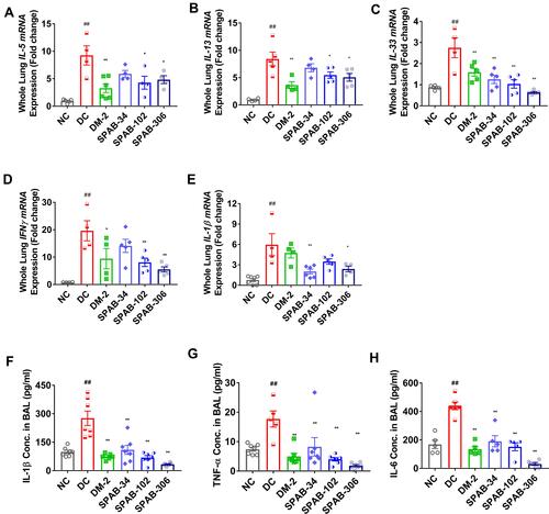 Figure 6 Oral dosing of SPAB attenuates OVA-allergen induced pro-inflammatory cytokine levels. Whole lung tissue steady state mRNA expression levels of cytokines, (A) IL-5, (B) IL-13, (C) IL-33, (D) IFN-γ and (E) IL-1β. BAL Fluid was tested by ELISA for the cytokine levels of (F) IL-1β, (G) TNF-α and (H) IL-6 and proteins. mRNA changes were represented as relative fold change and cytokine levels were presented as pg/mL BALF. Data were presented as the means ± S.E.M (n= 4–6). **, ##p < 0.001 and *p < 0.05 by one-way ANOVA. ##Represents significant compared to NC and **Represents significant compared to DC.