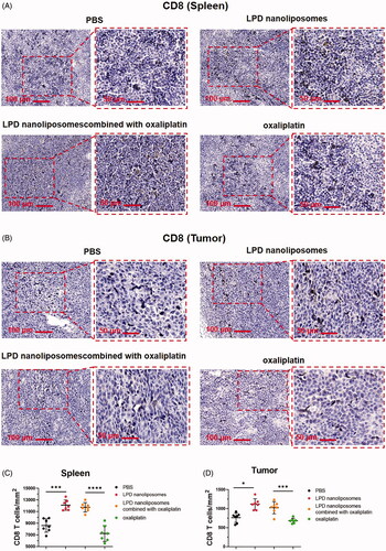 Figure 7. CD8+ T cell infiltration in tumors and spleen. (A) Representative images and quantitation of IHC staining of spleen for CD8. (B) Representative images and quantitation of IHC staining of tumor for CD8. (C) The number of CD8+ T cells mm2 of spleen tissue is shown. (D) The number of CD8+ T cells mm2 of tumor tissue is shown. The two groups are compared with two-tailed t-test. *p<.05; **p<.01; ***p<.001; ****p<.0001. Data are presented as means ± SD (n = 7).