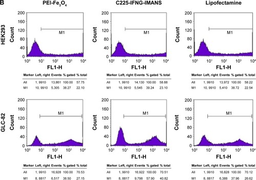 Figure 5 Transfection efficiency observation of nanoparticles.