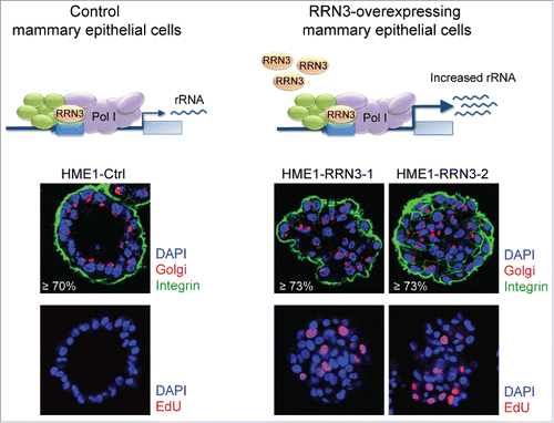 Figure 6. Stable RRN3-induced rRNA upregulation impairs 3D HME1 mammary epithelial morphogenesis. Confocal analysis shows that HME1-Ctrl cells develop into morphologically normal acinar structures in 3-dimensional (3D) culture (left), while HME1-RRN3-1 and HME1-RRN3-2 clones, overexpressing RRN3, mostly form amorphous 3D acini characterized by partially, or completely, filled lumen and presence of proliferating cells (right). DAPI (blue) identifies nuclei, while Golgi apparatus (red)/integrin (green) staining detects cell polarity. Nuclei of proliferating cells were identified by EdU staining (red).