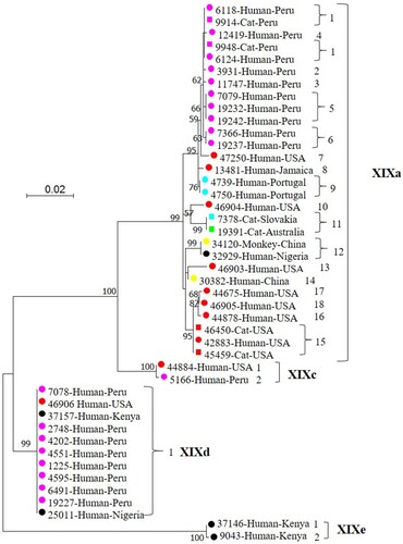 Figure 1. Phylogenetic relationship among four Cryptosporidium felis subtype families identified in the present study based on a maximum likelihood analysis of the partial gp60 gene. Substitution rates were calculated by using the general time reversible model. Numbers on branches are percent bootstrapping values over 50 using 1,000 replicates. Round and square labels indicate samples from humans (including one from a monkey) and cats, respectively. Red, pink, blue, black, yellow and green labels indicate samples from North America, South America, Europe, Africa, Asia and Oceania, respectively.