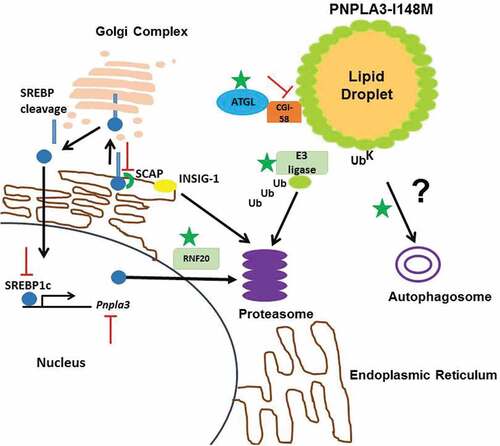 Figure 1. Potential drug targets for PNPLA3-I148M induced NAFLD.