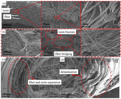 Figure 12. Microstructures and fracture patterns of CFRC energy absorption tubes: (a) Before compression, (b) Resin fracture and fibre bridging after compression, (c) Fibre and resin separation after compression, (d) Delamination after compression.