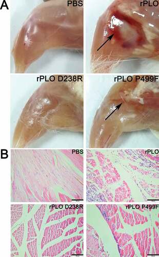 Figure 6. Images and histopathologizal analysis of tissue damage caused by different recombinant proteins in mice.