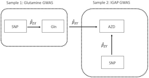 Figure 1 Two-sample Mendelian randomization testing the causal effect of circulating levels of glutamine (Gln) on Alzheimer’s disease (AZD). Estimates of the SNP-Gln association () are calculated in sample 1 (Kettunen et al (2016) GWASCitation9). The association between these same SNPs and AZD () is then estimated in sample 2 (IGAP GWAS). These estimates are combined (=). The Wald ratio estimates for each of the four SNPs are meta-analyzed using the inverse-variance weighted (IVW) method and sensitivity analyses. The IVW method produces an overall causal estimate of circulating glutamine on AZD.