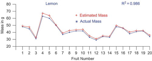 FIGURE 5(c) Comparison of estimated and actual mass of lemons.