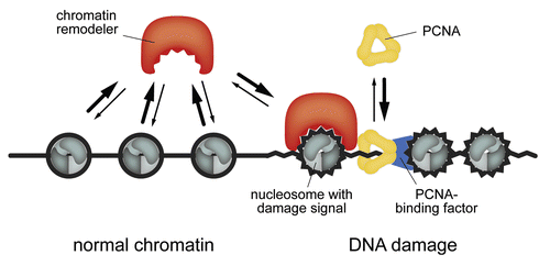 Figure 5 A model for ISWI recruitment to nascent DNA damage sites. ISWI remodelers bind transiently to chromatin and search their targets via continuous sampling. The vast majority of the proteins (.96%) is in the unbound state. Efficient target location is ensured by the relatively large concentrations in the µM range and the rather short residence times at the chromatin substrate of below 150 ms. This leads to the detection of DNA damage sites within tens of seconds after their appearance. PCNA diffuses even faster than ISWI remodelers, binds less frequently to chromatin and accumulates 5–20 seconds earlier than the ISWIs at DNA damage sites. The PCNA-chromatin complex could stabilize the interaction between ISWIs and nucleosomes carrying additional damage signals via direct protein-protein interactions.