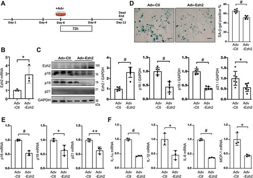 Figure 5 Overexpression of Ezh2 alleviates RS in the late passage of AFs. (A) Schematic diagram of Ezh2 overexpression in P2 AFs. AFs on Day-6 were transduced with Adv-Ezh2 and harvested 72h later for analyses. (B) Transcriptions of Ezh2 was assessed by qRT-PCR (n=3 in each group). (C) Representative WB images of Ezh2 and CDKIs, as well as their densitometry quantitative analyses (n=6). (D) Representative images of SA-β-gal staining, SA-β-gal activity was quantified and expressed as percentage of the positive cells (n=6). bar=100μm. (E and F) Transcriptions of CDKIs (E) and SASP genes (F) were evaluated by qRT-PCR (n=3). Data are presented as mean ± SD. *p<0.05, **p<0.01, #p<0.001.