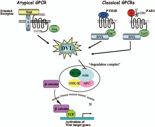Figure 1 DVL is a mediator of classical GPCRs for β-catenin stabilization. Wnt-induced β-catenin stabilization is mediated via frizzled receptors that are considered as atypical GPCRs. Classical GPCRs such as parathyroid hormone receptor (PTH1R) and proteinase-activated—receptor1 (PAR1) lead to β-catenin increased levels by recruiting DVL. Thus, DVL serves as a junction mediator routing the classical GPCR for β-catenin stabilization.