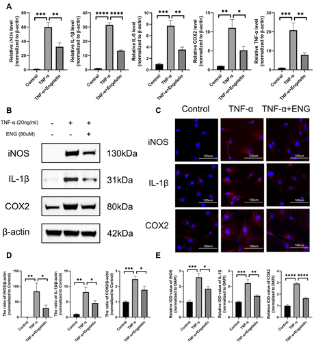 Figure 2 Engeletin ameliorates TNF-α-induced inflammation on NP cells. (A) The relative mRNA expression of iNOS, IL-1β, IL-6, COX2 and TNF-α were measured by RT-qPCR. (B and D) The expressions of iNOS, IL-1β and COX2 at protein level were determined by Western blotting. (C) The representative merge images of iNOS, IL-1β and COX2 were captured by immunofluorescence combined with DAPI staining for nuclei (scale bar: 100µm). (E) The results of immunofluorescence were analyzed through measuring the IOD values. All data are presented as mean ± SD. *P <0.05, **P < 0.01, ***P<0.001 and ****P<0.0001, n = 3.