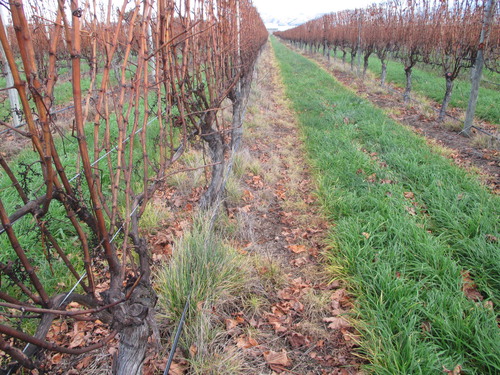 Figure 1. Herbicide resistant ryegrass in a vineyard in Marlborough. Picture: Trevor James.