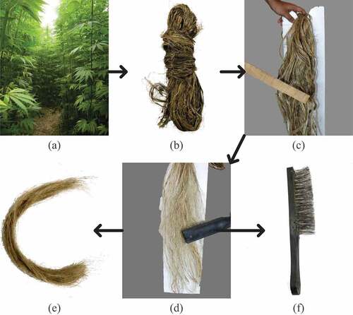 Figure 1. Hemp fiber extraction.