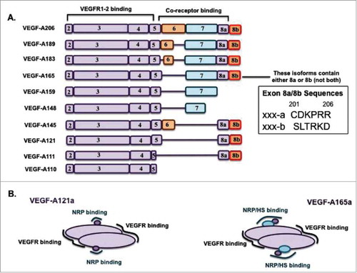 Figure 1. Schematic of human VEGF-A splice isoforms. A, The VEGF gene contains multiple exons that can be alternately spliced to make over a dozen isoforms. One of exon 8a or exon 8b is present in most isoforms, and these isoforms are thus denoted xxxa or xxxb, where xxx is the number of amino acids. Exon 1 plus 4 amino acids of exon 2 encodes the 26-residue signal peptide, cleaved during secretion. B, The final form of VEGF is a dimer, containing two of the above sequences covalently linked in an antiparallel orientation by cysteine-cysteine bonds; this makes VEGF bivalent, and VEGF receptors (VEGFR1, R2) bind in the regions encoded by exons 3 and 4Citation61. Neuropilins (NRPs) and heparan sulfate (HS) chains bind VEGF in the region encoded by exons 6, 7 and 8a; thus isoforms have different receptor-binding characteristics depending on the encoding exons included. VEGF-A121a lacks a heparin binding domain (HBD: exons 6 and 7). The absence of this domain in VEGF-A121a (left) may also make the NRP-binding domain less flexible in terms of orientation and distance from the main body of the protein, compared to the presence of exon 7-encoded domain in VEGF-A165a (right).