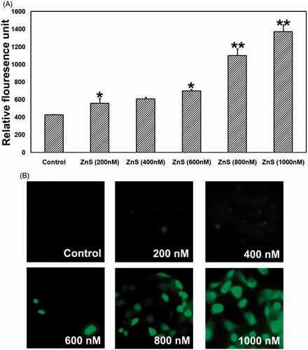 Figure 5. Dose-dependent effect of ZnS-NPs on ROS elevation in MRPE cells. (A) There was no fluorescence indication of ROS generation at minimal concentrations (200, 400 and 600 nM) of ZnS-NPs in treated MRPE cells. (B) Relative fluorescence unit shows that the ROS generation was increased in higher concentrations (800 and 1000 nM) of ZnS-NPs-treated MRPE cells when compared with control and lower concentrations. Values are expressed in relative fluorescence unit (RFU) as mean ± SEM, with each condition performed in triplicate (n=3, *P<0.05 V control, **P<0.01 V control).