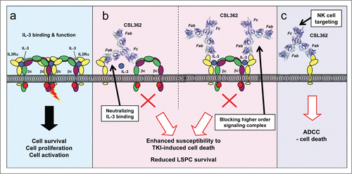Figure 1. Dual mechanism of action of CSL362-induced cell death. The interleukin-3 (IL-3) receptor α subunit (IL3Rα) is overexpressed on various leukemic cells, including leukemic stem and progenitor cells (LSPCs), and is associated with poor prognosis in acute myeloid leukemia (AML). (a) IL-3-mediated receptor signaling results in formation of a complex between IL3Rα and the β common (βc) receptor (modeled on the granulocyte-macrophage colony-stimulating factor receptor structureCitation2) that induces cell survival, differentiation, or proliferation. (b) CSL362 is a humanized anti-IL3Rα neutralizing monoclonal antibody that has enhanced effector function and is currently in a phase I clinical trial in patients with AML. Neutralization of IL-3 signaling in leukemic cells enhances their susceptibility to tyrosine kinase inhibitor (TKI)-induced cell death and reduces the survival of LSPCs. CSL362 neutralizes IL-3-induced signaling by preventing IL-3 binding to IL3Rα (left) and by preventing higher order signaling complex formation (right). (c) In addition to its neutralizing activity, CSL362 also has enhanced effector function that results in potent natural killer (NK)-cell mediated antibody-dependent cell-mediated cytotoxicity (ADCC) killing of target cells, including AML blasts, chronic myeloid leukemia (CML) blasts, and LSPCs.