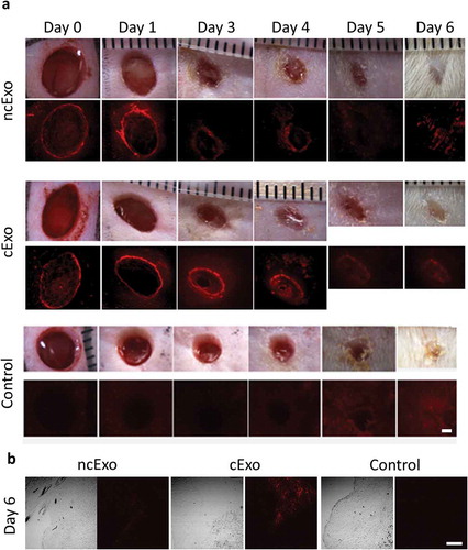 Figure 7. Exosome tracking in vivo. (a) Labelled exosomes were topically applied to full-thickness wounds on rat dorsal sites. The exosomes were added just after the wound was made and on the following day. The signal could be detected up to day 4. On days 5 and 6 it was difficult to distinguish the signal due to auto fluorescence from re-grown hair and fibrin scab. (b) Using confocal microscopy on sections from the wounds at day 6, signal could be detected in 2/3 ncExo and 3/3 cExo samples. Scale bar = 100 µm.