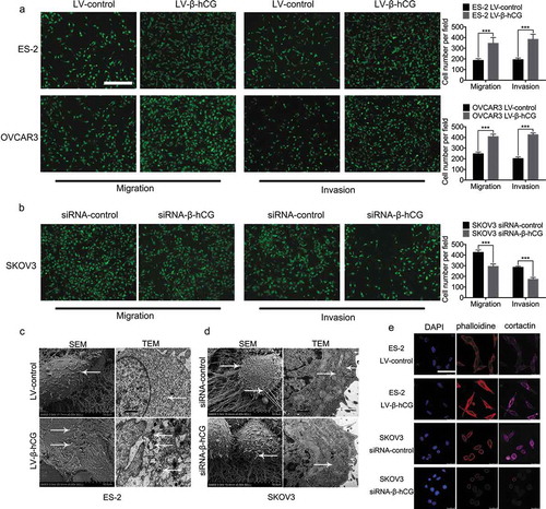 Figure 3. Transwell assays and ultrastructural changes were found in β-hCG dysregulated EOC cells in vitro. (a and b) Transwell assays showed that β-hCG regulates EOC cell migration and invasion in vitro. Scale bar, 200 µm, ***P < 0.001. (c and d) SEM and TEM showed increased invadopodia and chondriosomes (white arrows) in β-hCG-overexpressing ES-2 cells and SKOV3 cells with β-hCG downregulated. (e) Immunofluorescence staining of cortactin and F-actin in dysregulated EOC cells. Scale bar, 50 μm.