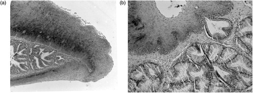 Figure 3. Immunohistochemical localization of CAII isoenzyme in the quail lingual glands. Counterstaining with methylene blue: (a) in the anterior glands, secretory cells show no immunoreactivity that is, instead, widely present in the basal cells of the dorsal stratified epithelium and (b) the secretory units of the posterior glands lack CAII immunostaining. A secretory acinus can be seen opening into the ventral surface epithelium whose basal cells show weak immunoreactivity. Original magnification: 10 × (a); 20 × (b).