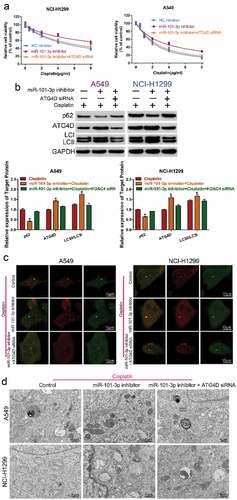 Figure 5. Knockdown of ATG4D reversed the role of miR-101-3p inhibitor on the sensitivity to cisplatin