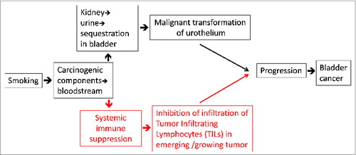 Figure 1. Current (in black, upper arm) and proposed (in red, lower arm) hypotheses for explaining the mechanisms by which smoking mediates bladder carcinogenesis.
