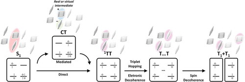 Figure 1. Standard schematic of the multi-step SF process. The focus of this review is the initial S1→1TT conversion, where vibronic coupling mechanisms have been implicated