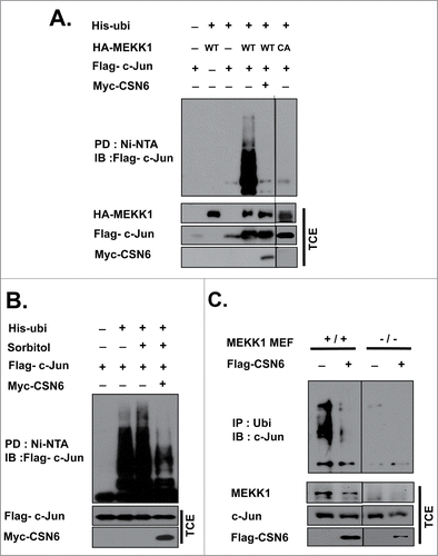 Figure 5. CSN6 inhibits MEKK1-mediated c-Jun ubiquitination. (A) HEK 293T cells were transfected with the expression vector for His-ubi, Flag-c-Jun, HA-MEKK1, and Myc-CSN6, followed by nickel bead purification and a Western blot analysis. (B) HEK 293T cells were co-transfected with the indicated expression vectors and then treated with 500 mM sorbitol for 6 hrs before being harvested. Lysates were subjected to nickel bead purification for an in vivo ubiquitination assay. (C) MEKK1+/+ and MEKK1−/− MEFs were transfected with Flag-CSN6, lysed and subjected to immunoprecipitation with ubiquitin antibody, and then immunoblotted with c-Jun antibody. All cells were treated with 10 μM MG132 for 6 hrs before being harvested.