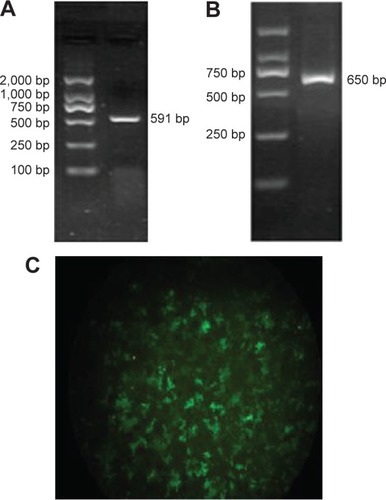 Figure 2 Genetic modification of NK cells with DNTβRII.