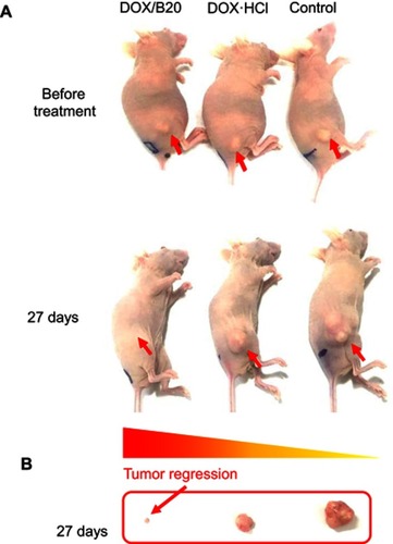 Figure S4 In vivo tumor regression: (A) Balb/c nu mice 27 days after treatment. Arrows: tumors. (B) Extracted tumors in mice 27 days after treatment.