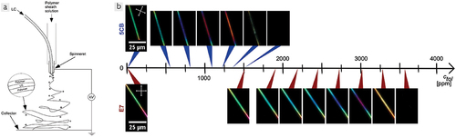 Figure 3. (Colour online) (a) schematic illustration of the coaxial electrospinning process for making LC-filled polymer fibers. Reproduced from [Citation23] on CC BY 2.0 license. (b) polarizing microscopy images of electrospun fibers with PVP sheath and cores of 5CB (top) and E7 (bottom), in the absence of any VOC (left) and upon increasing exposure levels of toluene vapor. As the concentration of toluene increases, the birefringence of the LC core decreases, causing a color change on the way to inducing a transition to isotropic phase (dark image). The required exposure levels are much greater for E7 than for 5CB core, reflecting the clearing temperature far above room temperature of the former, while the latter clears only a few Kelvin over the operation temperature. Reproduced from [Citation24] on CC BY 4.0 license.