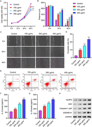 Figure 1 AGEs inhibit cell viability and promote cell pyroptosis and NLRP3 inflammasome activation in HUVECs. HUVECs were treated with different concentrations of AGEs for 48 hours. (A) cell proliferation activity was detected by CCK8. (B and C) cell migration was detected by scratch test. (D and E) cell pyroptosis was detected by flow cytometry. (F and G) the level of IL-1β and IL-18 was detected by ELISA. (H) The expressions of NLRP3, ASC, Caspase-1p20 and GSDMD-N were detected by Western blot. ***P<0.001 vs control.