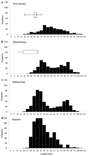 Figure 3. Size frequency distributions of toheroa in beds at First Stream and Third Stream (oystercatcher foraging sites), and at Mahuta Gap and Kopawai (no oystercatcher foraging). Superimposed are box-and-whiskers that display size range and median length of dead prey (toheroa and tuatua) excavated at First Stream and Third Stream (from the oystercatcher feeding hole excavation data); see oystercatcher prey selection.