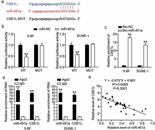 Figure 4. CSE1L is a direct target of miR-451a. (a). starBase analysis predicted that 3′UTR sequence of CSE1L contained the complementary sequence of miR-451a. (b). Luciferase activity of CSE1L with wild type (WT) or mutant (MUT) 3ʹUTR in 5–8 F and SUNE-1 cells. **P < 0.001 vs. miR-NC. (c). RNA pull-down assay was performed to analysis the interaction between CSE1L and miR-451a in 5–8 F and SUNE-1 cells transfected with miR-451a mimic and miRNA-NC. **P < 0.001 vs. Bio-NC. (d). The expression of miR-451a and CSE1L extracted by RIP assay was evaluated in samples bound to Ago2 or IgG. **P < 0.001 vs. IgG. E. Pearson assay showed a strong negative correlation (R2 = 0.7123) between miR-451a level and CSE1L expression in NPC tissues